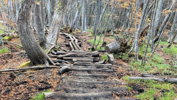 rough pathway through bush
