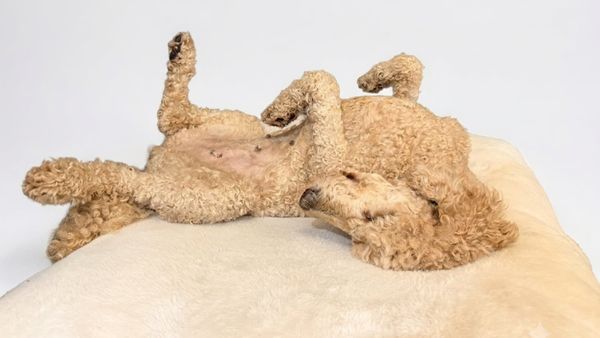 dog sleeping on back with legs in air